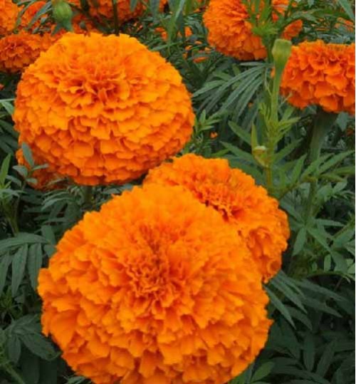 Marigold 3 colour - গাঁদা